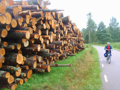 A typical looking wood harvest on the road side.